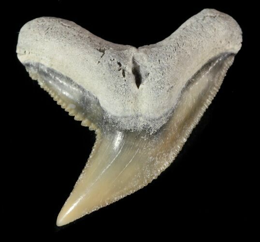 Fossil Tiger Shark Tooth - Lee Creek (Aurora), NC #47668